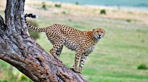 Game Drive in Masai Mara