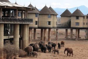 salt-lick-safari-lodge